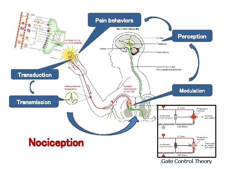 Pain behaviors Perception Transduction Modulation Transmission Nociception Gate Control Theory 