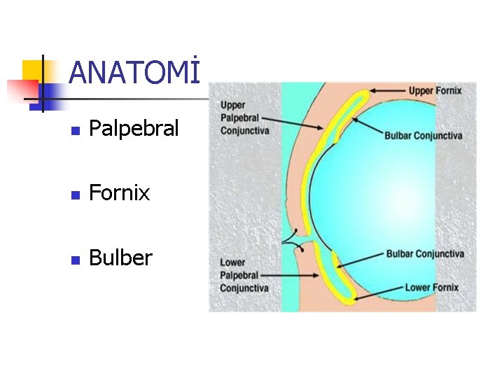 ANATOMİ n Palpebral n Fornix n Bulber ANATOMİ n Palpebral n Fornix n Bulber