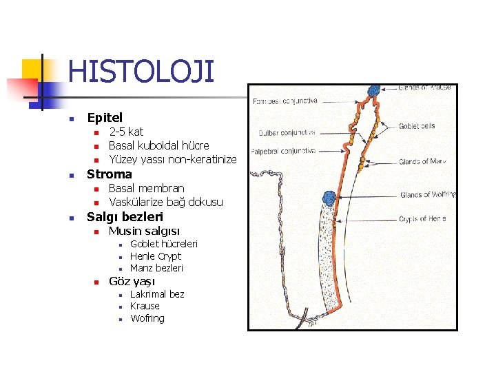 HISTOLOJI n Epitel n n Stroma n n n 2 -5 kat Basal kuboidal HISTOLOJI n Epitel n n Stroma n n n 2 -5 kat Basal kuboidal