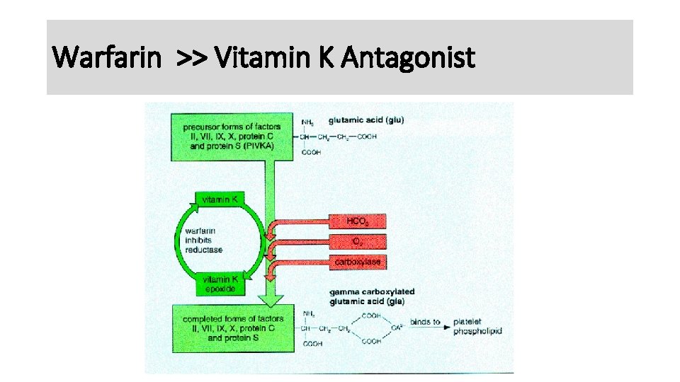 Warfarin >> Vitamin K Antagonist 