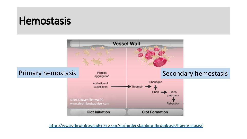 Hemostasis Primary hemostasis Secondary hemostasis http: //www. thrombosisadviser. com/en/understanding-thrombosis/haemostasis/ 