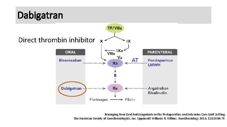 Dabigatran Direct thrombin inhibitor Managing New Oral Anticoagulants in the Perioperative and Intensive Care