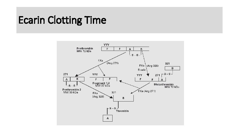 Ecarin Clotting Time 