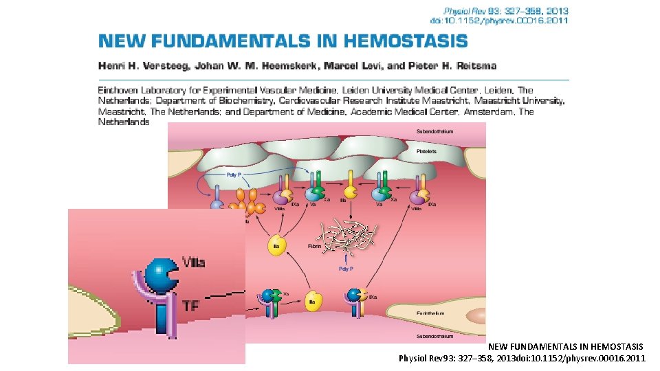 NEW FUNDAMENTALS IN HEMOSTASIS Physiol Rev 93: 327– 358, 2013 doi: 10. 1152/physrev. 00016.