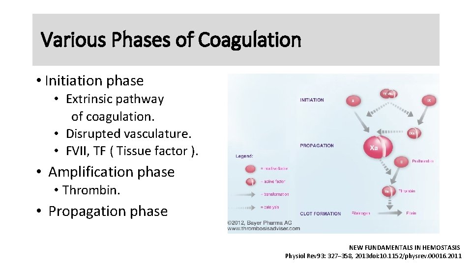 Various Phases of Coagulation • Initiation phase • Extrinsic pathway of coagulation. • Disrupted