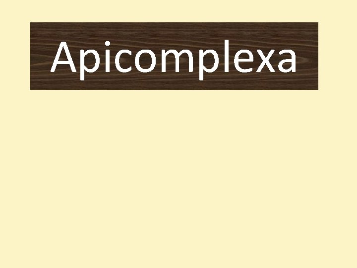 Apicomplexa 