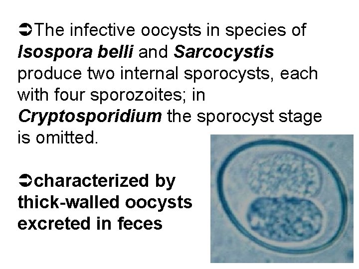 ÜThe infective oocysts in species of Isospora belli and Sarcocystis produce two internal sporocysts,