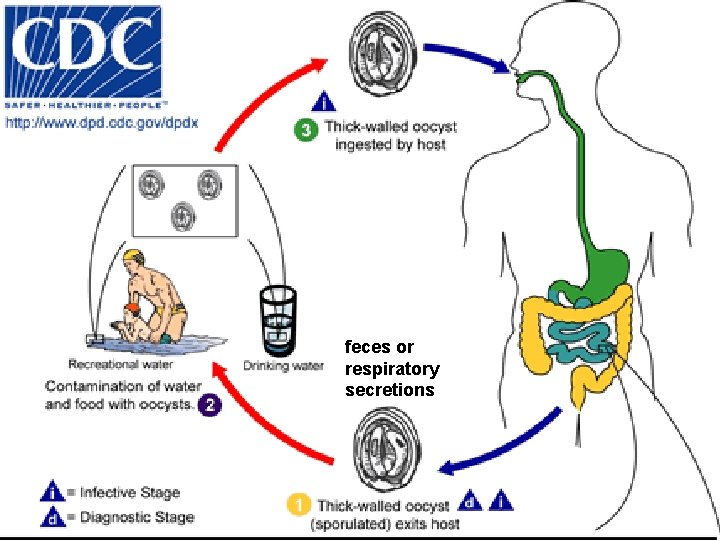 feces or respiratory secretions 