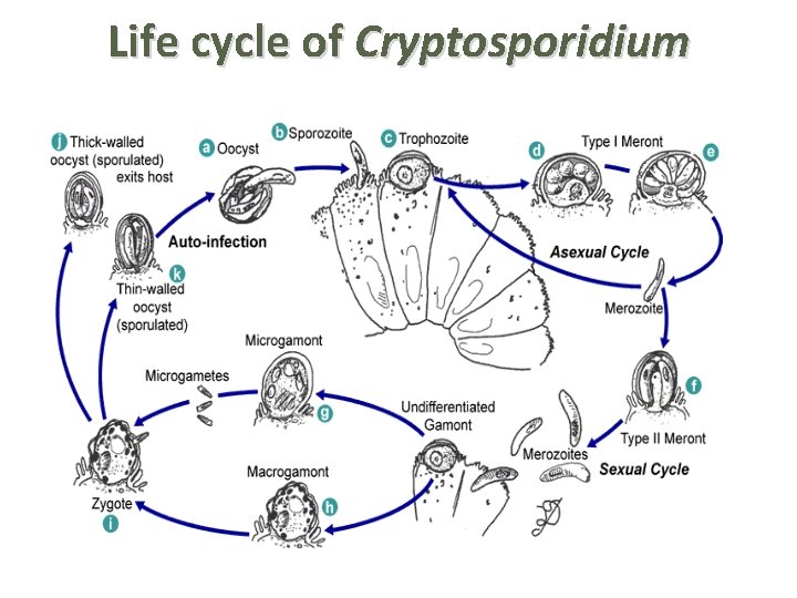 Life cycle of Cryptosporidium 