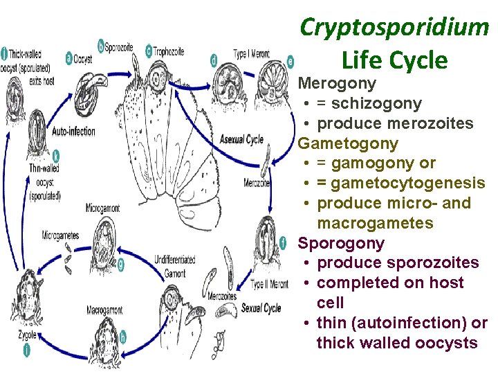Cryptosporidium Life Cycle • Merogony • = schizogony • produce merozoites • Gametogony •
