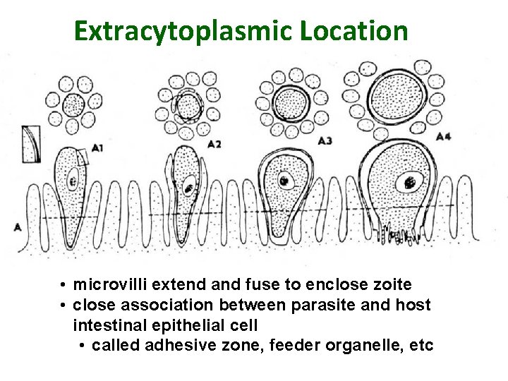 Extracytoplasmic Location • microvilli extend and fuse to enclose zoite • close association between