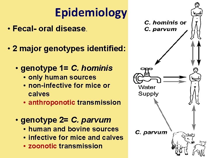 Epidemiology • Fecal- oral disease. • 2 major genotypes identified: • genotype 1= C.