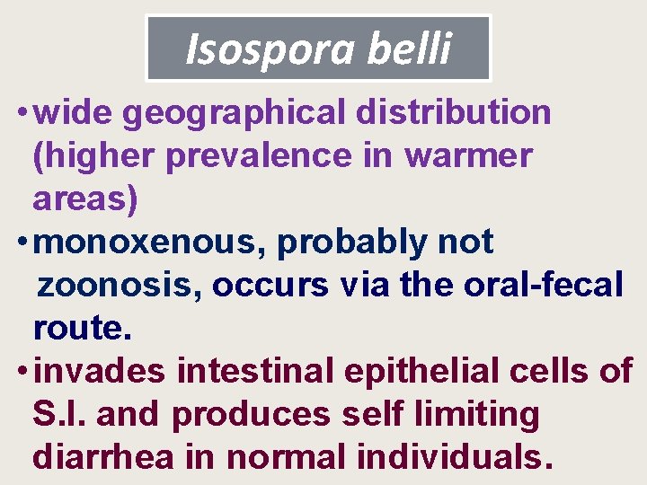 Isospora belli • wide geographical distribution (higher prevalence in warmer areas) • monoxenous, probably