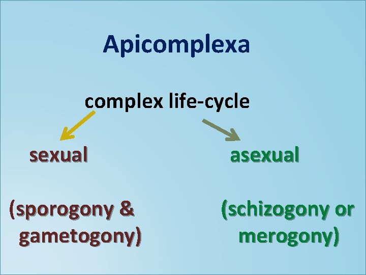 Apicomplexa complex life-cycle sexual (sporogony & gametogony) asexual (schizogony or merogony) 