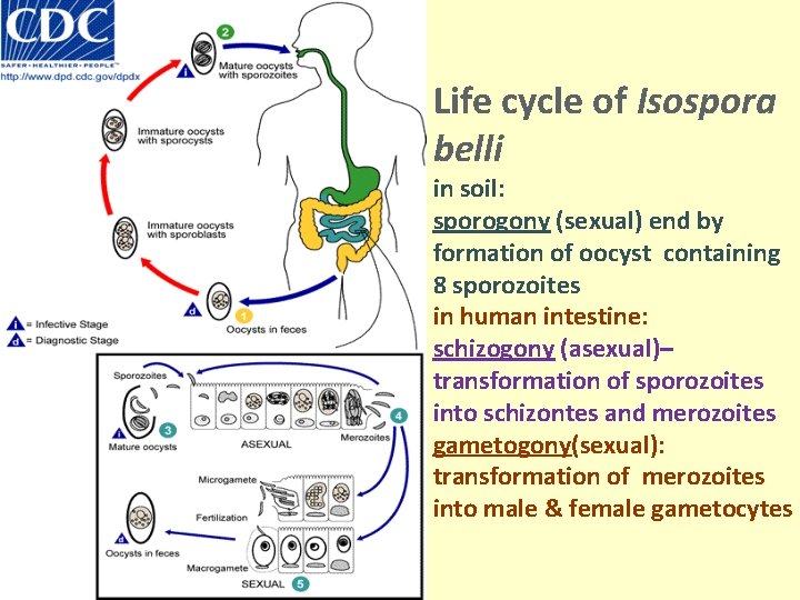 Life cycle of Isospora belli in soil: sporogony (sexual) end by formation of oocyst