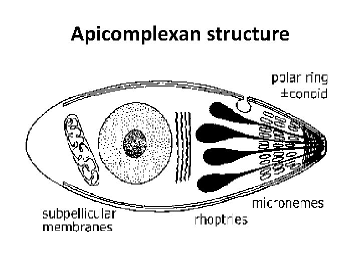 Apicomplexan structure 