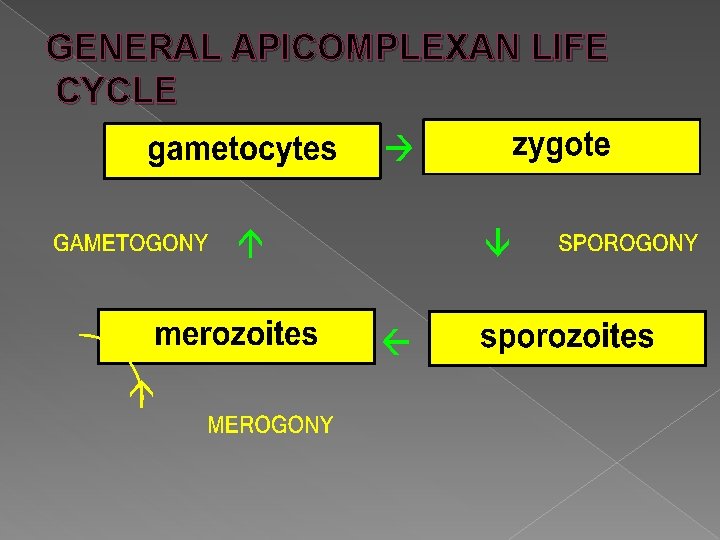 GENERAL APICOMPLEXAN LIFE CYCLE 