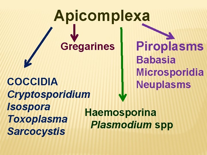 Apicomplexa Gregarines Piroplasms Babasia Microsporidia Neuplasms COCCIDIA Cryptosporidium Isospora Haemosporina Toxoplasma Plasmodium spp Sarcocystis