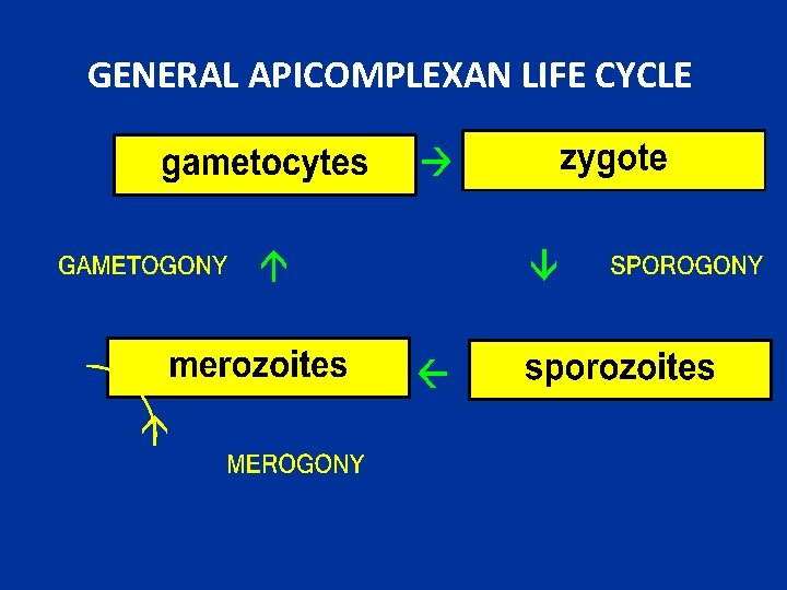 GENERAL APICOMPLEXAN LIFE CYCLE 