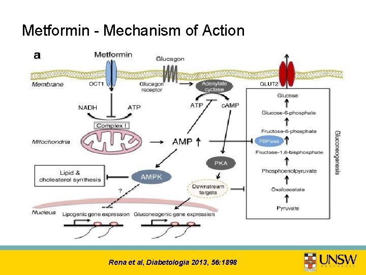 Metformin - Mechanism of Action Rena et al, Diabetologia 2013, 56: 1898 