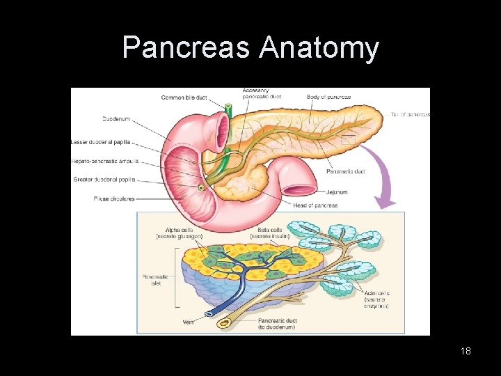 Pancreas Anatomy 18 