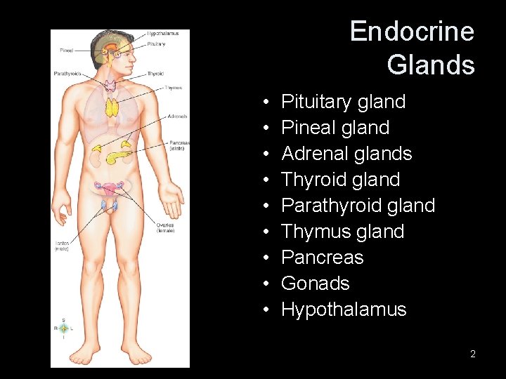 Endocrine Glands • • • Pituitary gland Pineal gland Adrenal glands Thyroid gland Parathyroid