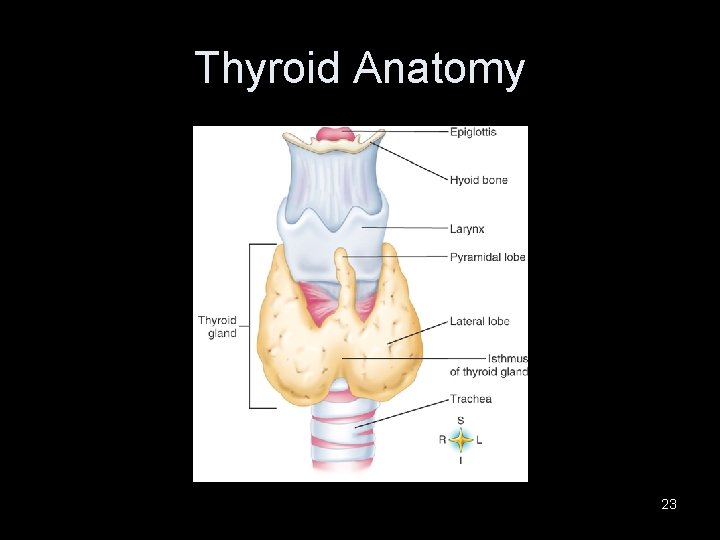 Thyroid Anatomy 23 