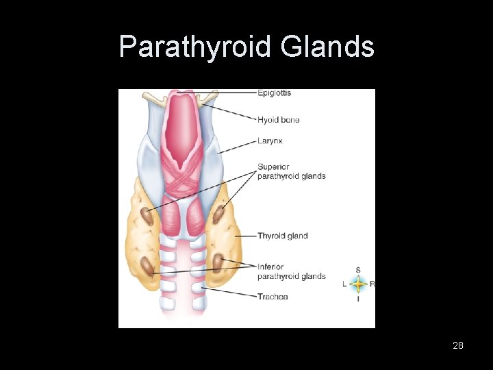 Parathyroid Glands 28 