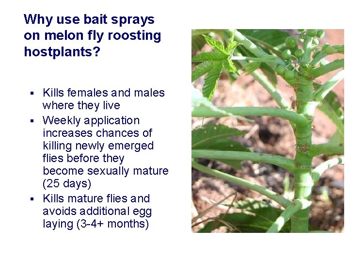 Why use bait sprays on melon fly roosting hostplants? Kills females and males where