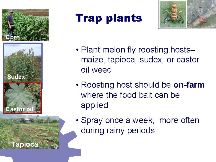 Trap plants Corn Sudex Castor oil • Plant melon fly roosting hosts– maize, tapioca,