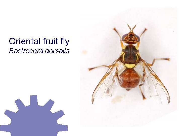 Oriental fruit fly Bactrocera dorsalis 