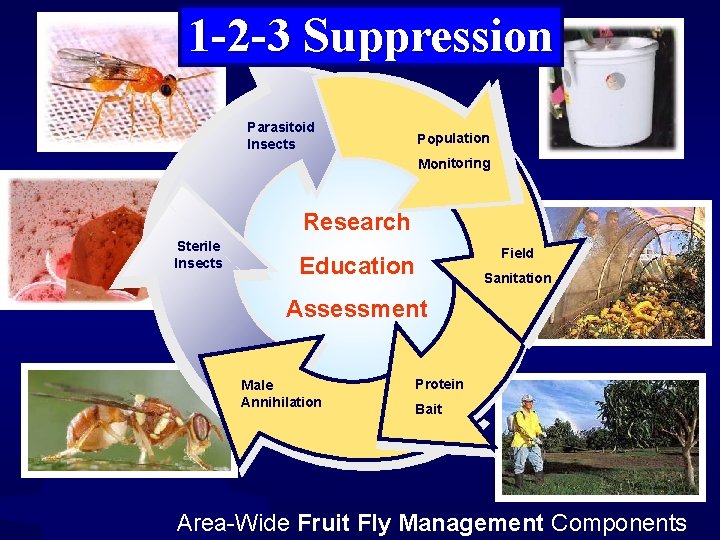 1 -2 -3 Suppression Parasitoid Insects Population Monitoring Research Sterile Insects Field Education Sanitation