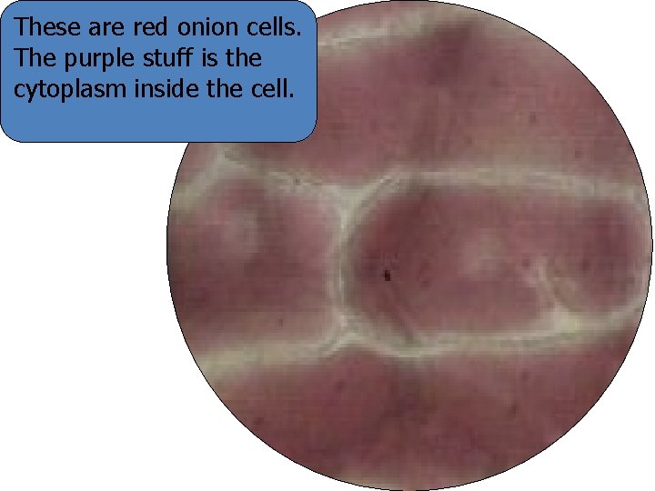 These are red onion cells. The purple stuff is the cytoplasm inside the cell.