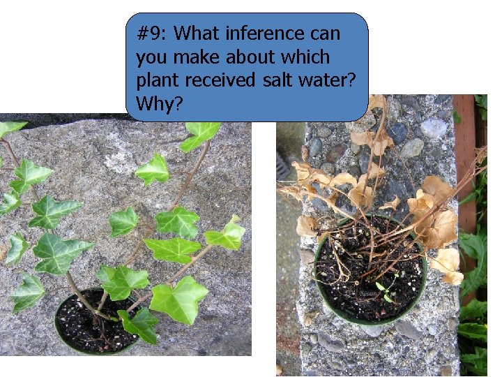 #9: What inference can you make about which plant received salt water? Why? 