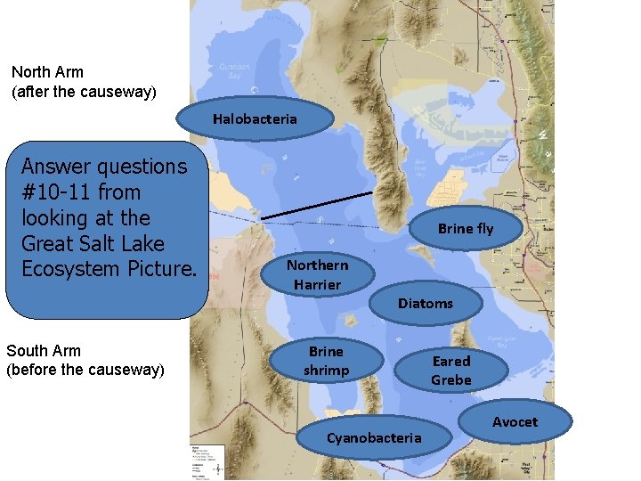 North Arm (after the causeway) Halobacteria Answer questions #10 -11 from looking at the