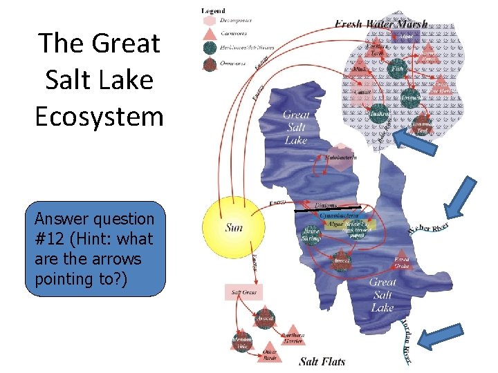 The Great Salt Lake Ecosystem Answer question #12 (Hint: what are the arrows pointing