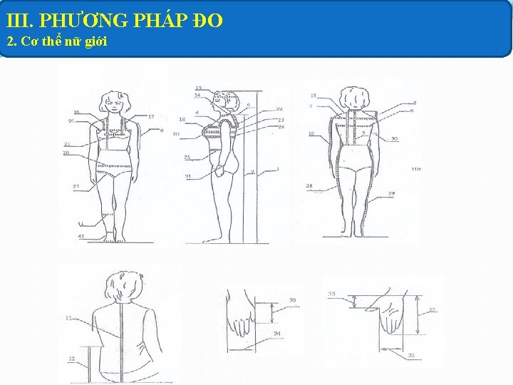 III. PHƯƠNG PHÁP ĐO 2. Cơ thể nữ giới 