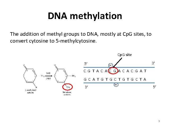 DNA methylation The addition of methyl groups to DNA, mostly at Cp. G sites,