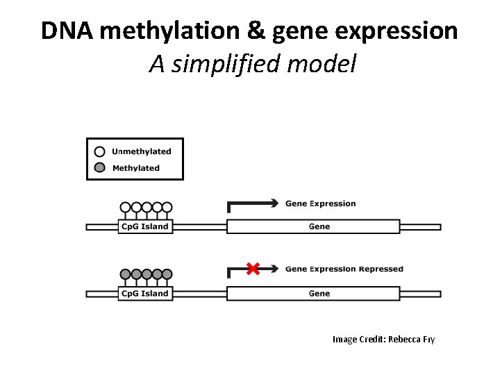 DNA methylation & gene expression A simplified model Image Credit: Rebecca Fry DNA methylation & gene expression A simplified model Image Credit: Rebecca Fry