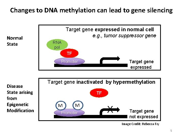 Changes to DNA methylation can lead to gene silencing Normal State Target gene expressed Changes to DNA methylation can lead to gene silencing Normal State Target gene expressed