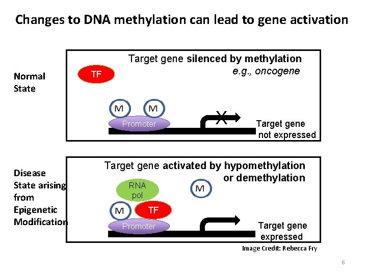 Changes to DNA methylation can lead to gene activation Normal State TF Target gene