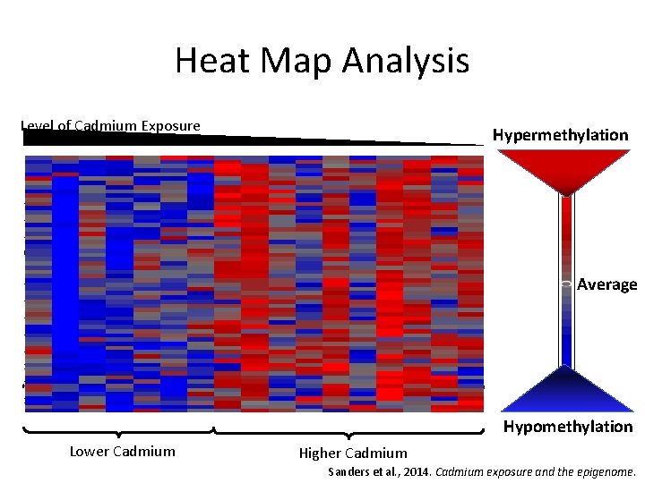 Heat Map Analysis Level of Cadmium Exposure Hypermethylation Average Hypomethylation Lower Cadmium Higher Cadmium
