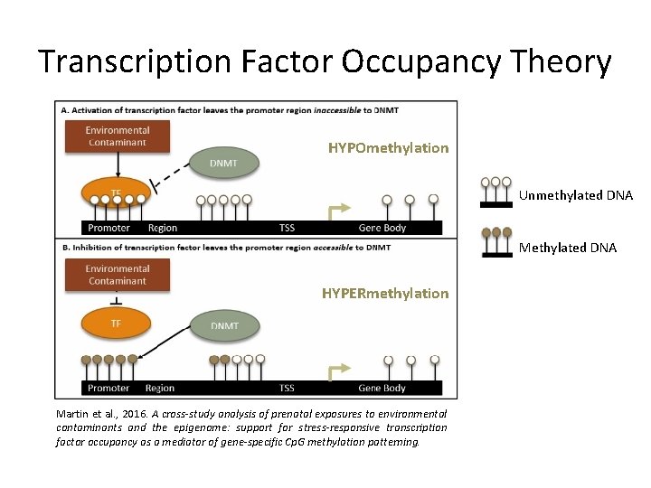 Transcription Factor Occupancy Theory HYPOmethylation Unmethylated DNA Methylated DNA HYPERmethylation Martin et al. , Transcription Factor Occupancy Theory HYPOmethylation Unmethylated DNA Methylated DNA HYPERmethylation Martin et al. ,