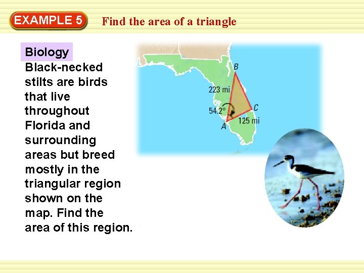 EXAMPLE 5 Find the area of a triangle Biology Black-necked stilts are birds that