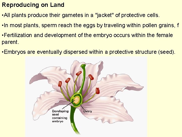 Reproducing on Land • All plants produce their gametes in a "jacket" of protective