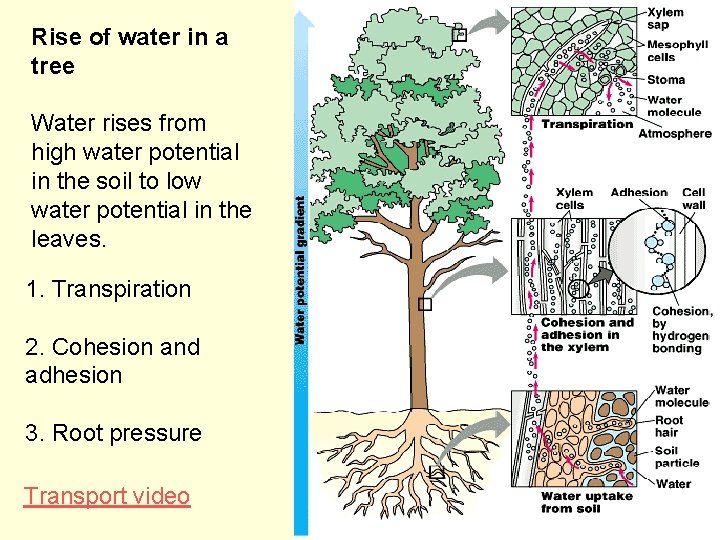 Rise of water in a tree Water rises from high water potential in the