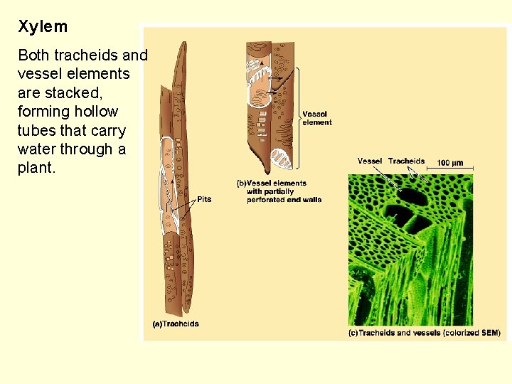 Xylem Both tracheids and vessel elements are stacked, forming hollow tubes that carry water