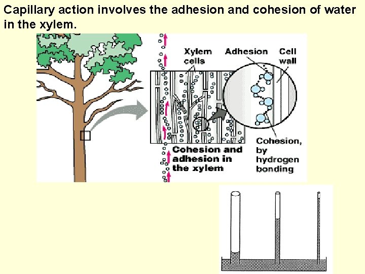 Capillary action involves the adhesion and cohesion of water in the xylem. 