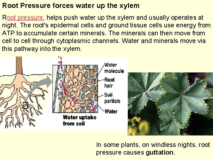 Root Pressure forces water up the xylem Root pressure, helps push water up the