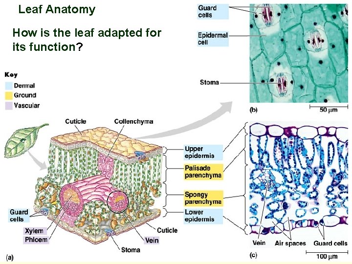 Leaf Anatomy How is the leaf adapted for its function? 